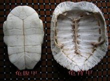 龟壳_360百科