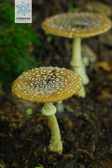 毒鹅膏菌_360百科