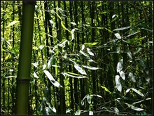 梁山慈竹_360百科