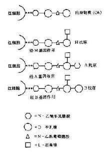 abo血型系统