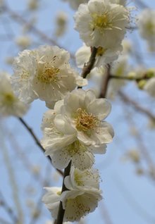 白梅花