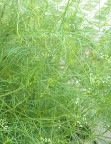 细叶旱芹_360百科