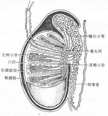 睾丸手绘图图片