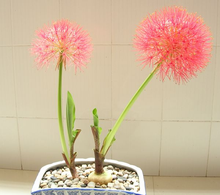网球花 网球花