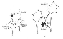 中枢抑制_360百科