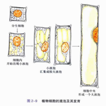 液泡_360百科