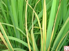 白叶枯病 发病病叶