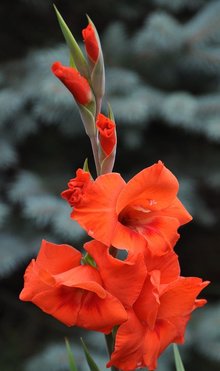 剑兰花_360百科