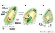心皮_360百科