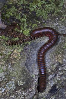 目录全国大部分地区均有分布分布区域百脚陆,千脚虫别称spirobolus