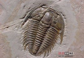 地层古生物学  免费编辑   添加义项名