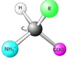 α-碳原子