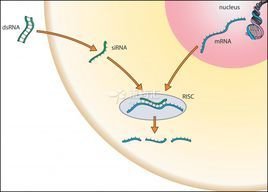 反义RNA_360百科