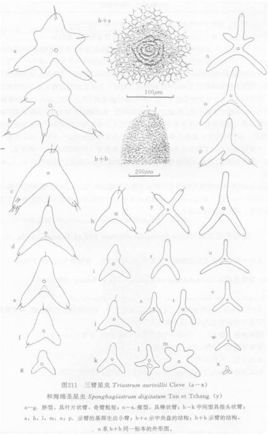 海绵圣星虫原生动物