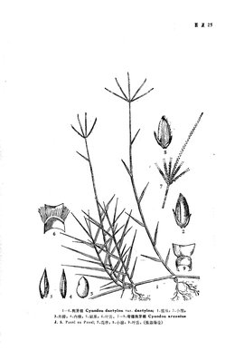 绊根草，低头可见的野草神药