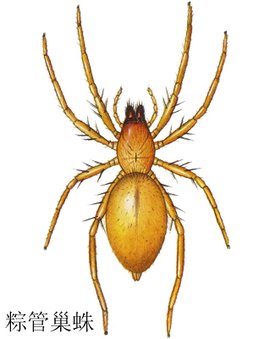 粽管巢蛛动物