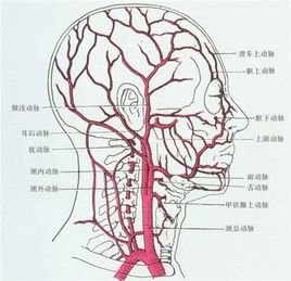 大脑中动脉解剖图谱图片