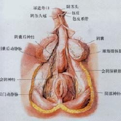 生殖器官