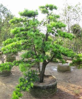 苗木行业新动态：横栏苗木引领绿化升级