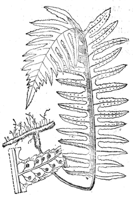 中华水龙骨(植物)