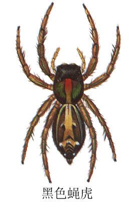 黑色蠅虎(動物)昆蟲名,為蜘蛛目(araneae),跳蛛科(salticidae).