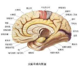 脑组织