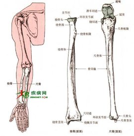 桡骨_360百科