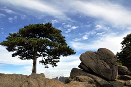 松 汉语汉字 360百科 松 汉语汉字 360百科