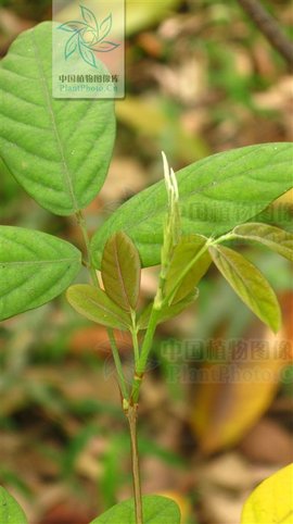 单节假木豆(植物)单节假木豆(学名:dendrolobium