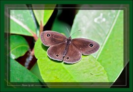 前雾矍眼蝶动物