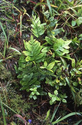 紫柄假瘤蕨植物
