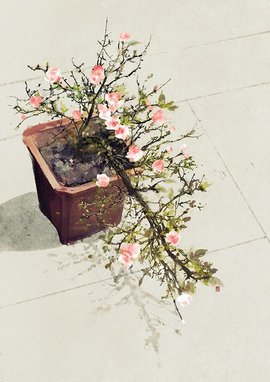 盆栽 360百科 盆栽 360百科