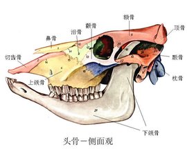 鼻甲骨  免费编辑   添加义项名