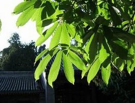 短梗华南桤叶树_360百科