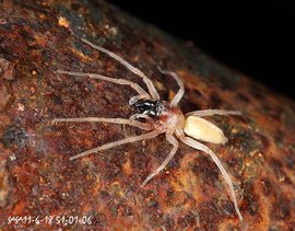 平腹蛛科 (动物)