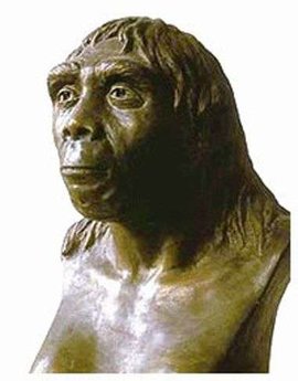 爪哇猿人 360百科 爪哇猿人 360百科