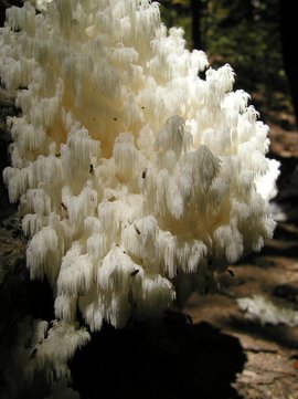 珊瑚状猴头菌