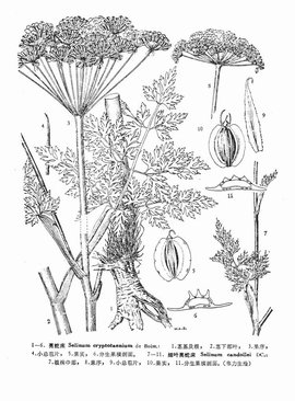 细叶亮蛇床(植物)_技点百科_技点网(植物)
