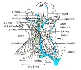 颈丛_360百科