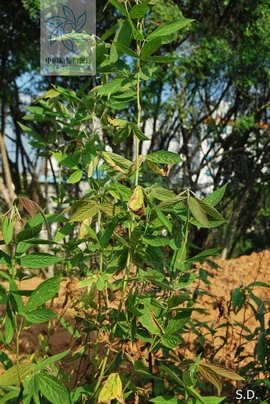 细叶千斤拔(植物)