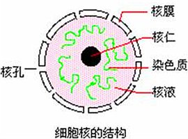 核孔_360百科