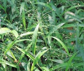 弓果黍_360百科