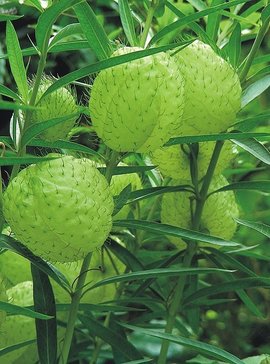 鈍釘頭果植物