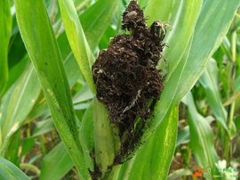 画眉草黑粉菌(真菌)拉丁科名: ustilaginaceae领域