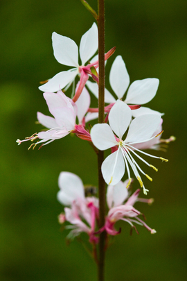 山桃草属(植物)_技点百科