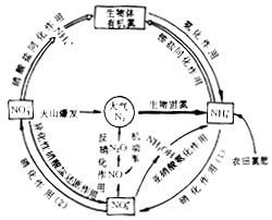 氨化作用_360百科