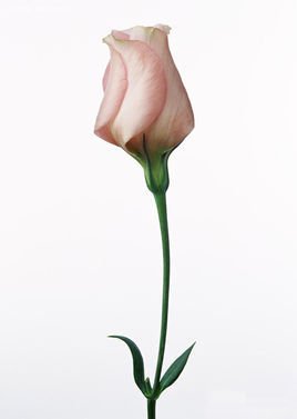 花蕾 词语 360百科 花蕾 词语 360百科
