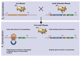 cre-loxp重组酶系统_360百科