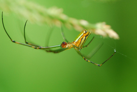 湖北曲腹蛛动物