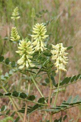 小金黄耆(植物)
